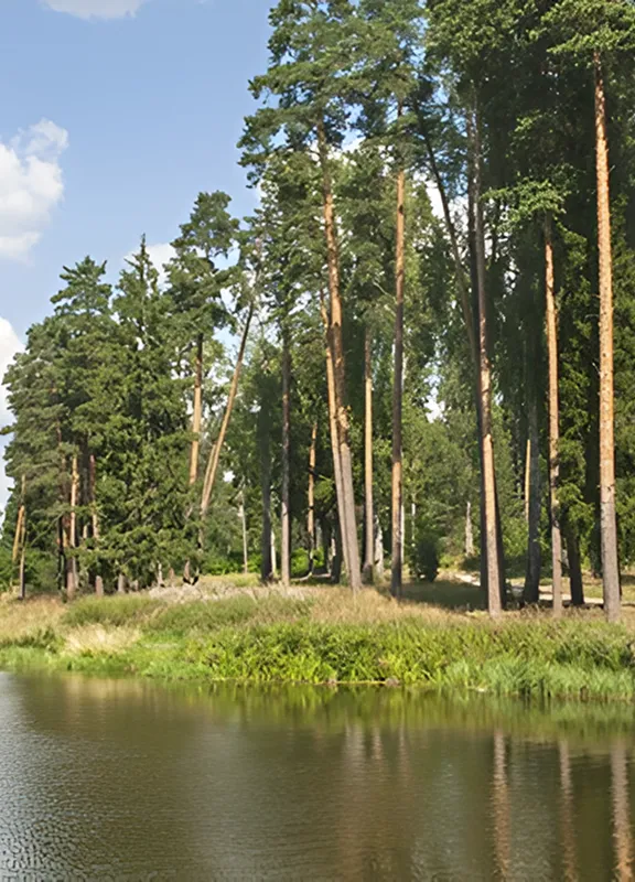 Корабельная роща