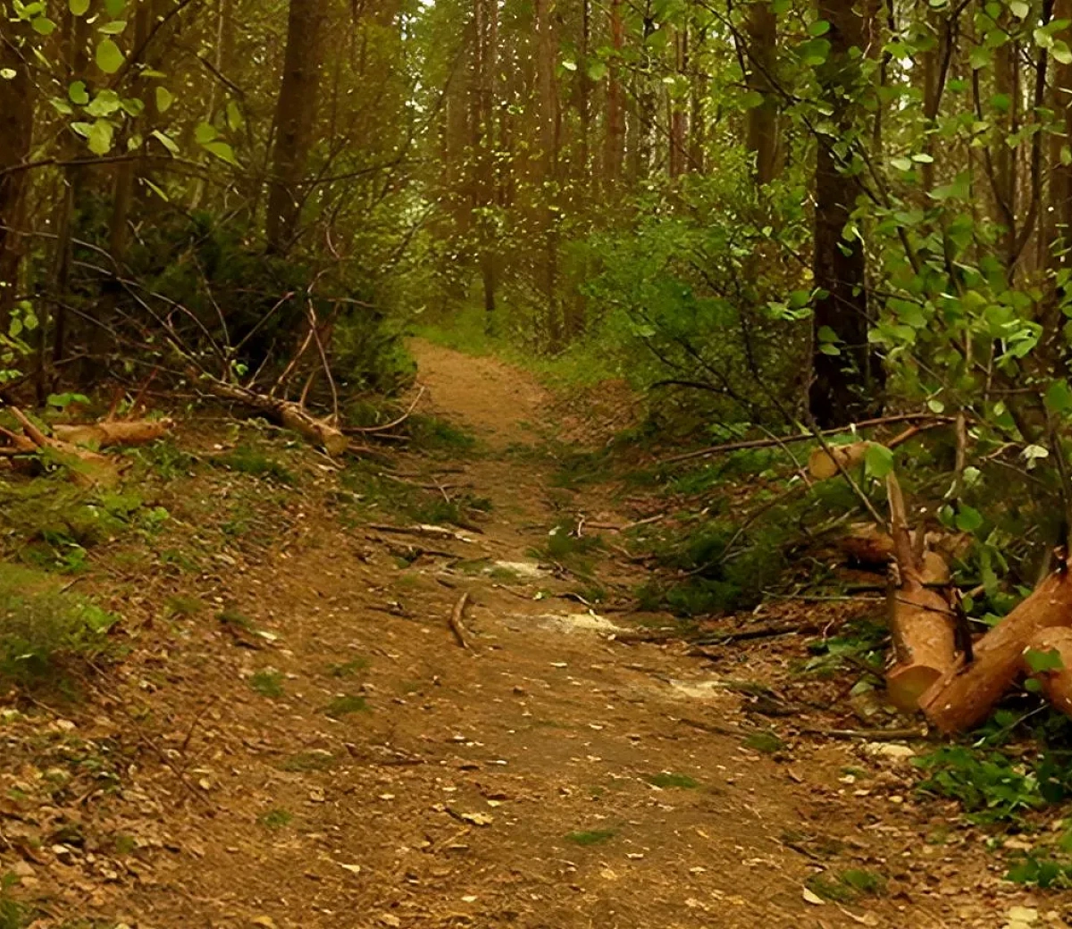 Корабельная роща&nbsp;5